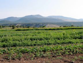 Nearby hills. Poles for tomato trellising.