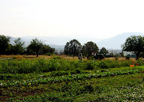 harvesting the garlic