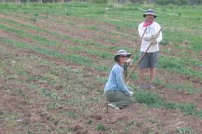 gary and kiki - will work for produce! nearly done weeding the potatoes!