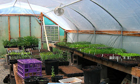 Just a few things left in the greenhouse for planting in the field.
