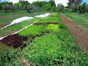 The sea of salad.