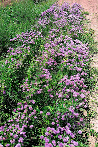 Flowering chives.