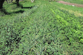 garlic in the weeds!