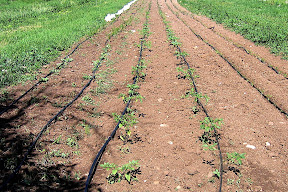 peppers & more free of weeds
