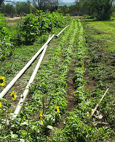 basil ready to be weeded