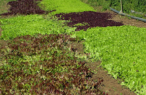 next salad