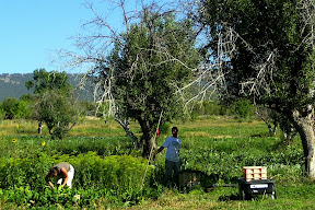 valentin and lizzie harvesting