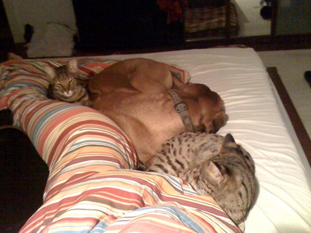 [Rufus and Cats[3].jpg]