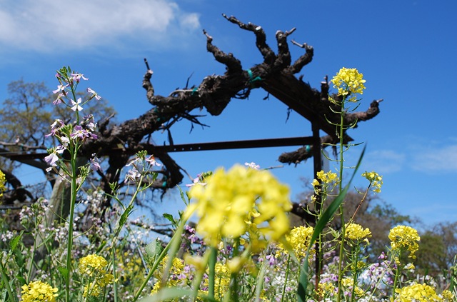 [acorn old vines[4].jpg]