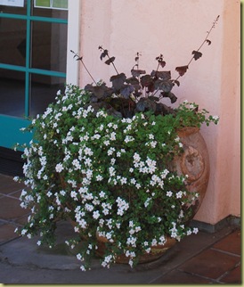 south corridor flowerpot