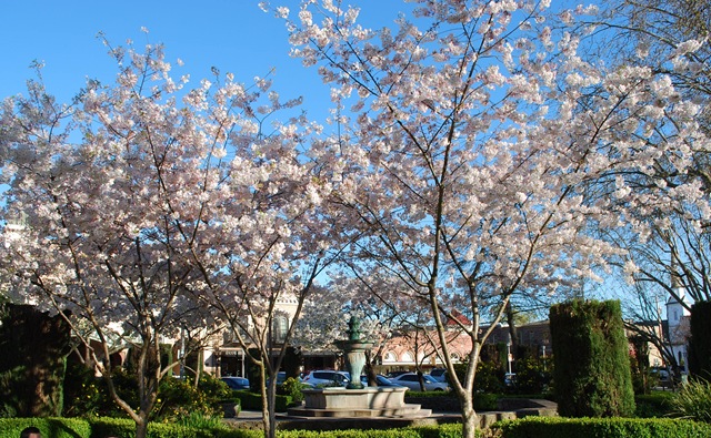 [cherry blossoms on square[3].jpg]