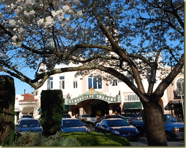 cherry blossoms and sebastiani