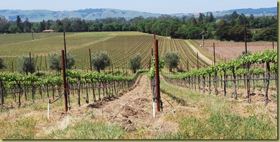 vineyards