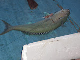 Poisson 3.jpg