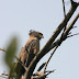 IMG_3183.JPG, Crested Eagle Keoladeo Ghana Nat'l Park 1/05, Animals in India