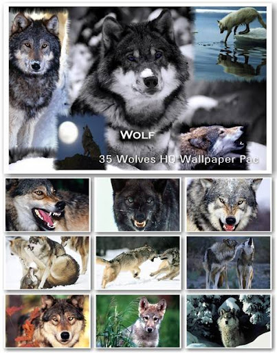 Wolves Wallpapers wolves wallpapers. Wolves Wallpapers