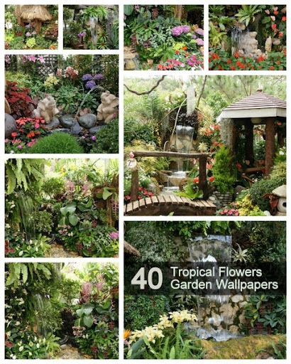 wallpapers of flowers garden. 40 Tropical Flowers Garden