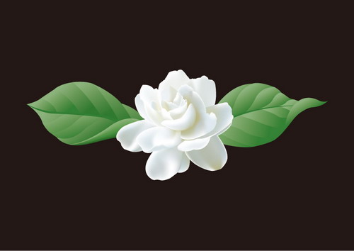 Jasmine Vectors nicegfx.com