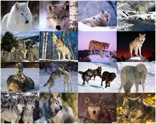 wallpapers wolf. Wallpapers – Wolf Collection
