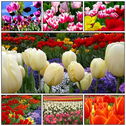 44 Tulip Flower Wallpapers  nicegfx.com