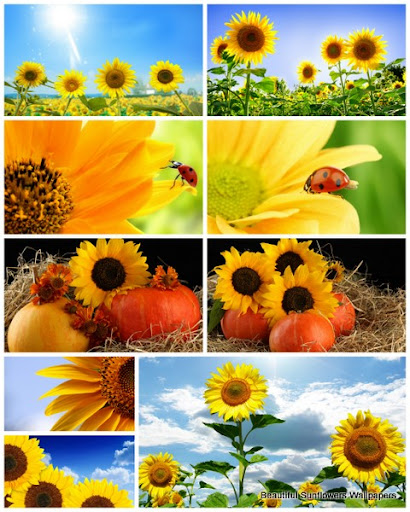 40 Beautiful Sunflowers Wallpapers nicegfx.com
