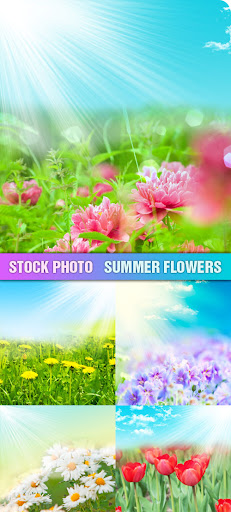 Stock Photo - Summer Flowers  nicegfx.com