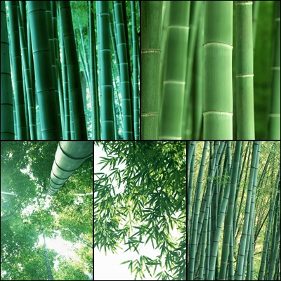 wallpaper bamboo. Bamboo Wallpapers