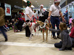 Jingle-On Parade 2008