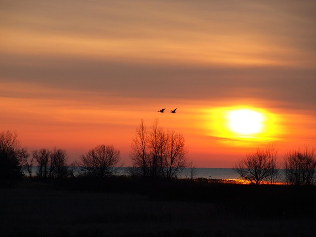 [sunrise with geese[3].jpg]