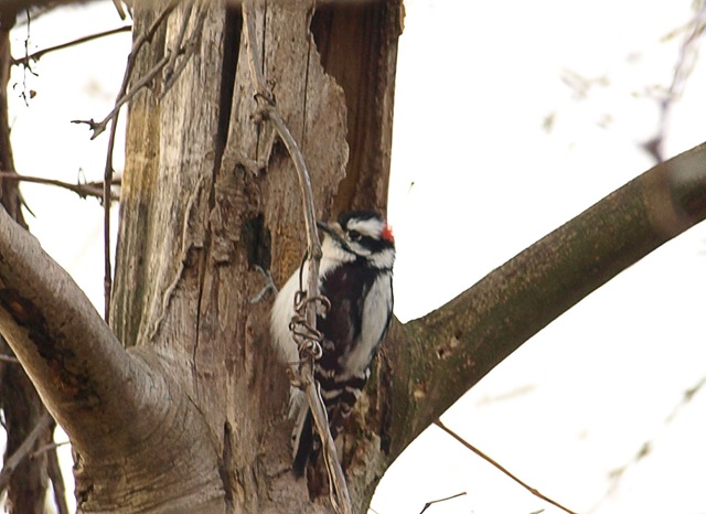 [downy woodpecker[3].jpg]