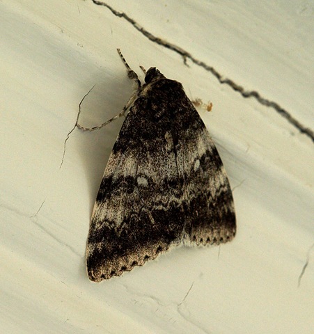 [moth 1[3].jpg]