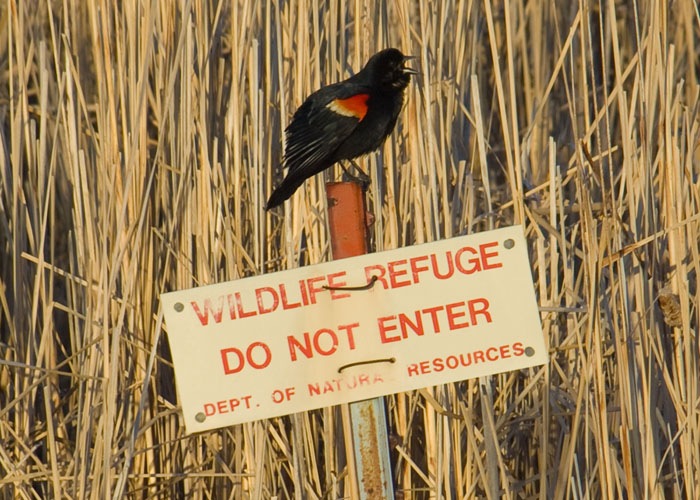 [red wing blackbird on sign[4].jpg]
