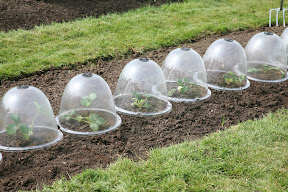Original Victorian Bell - protecting strawberries