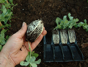 Compact Rapid Rootrainers - Well formed root system