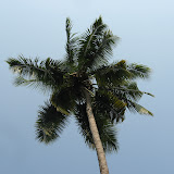 towards sky.jpg