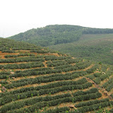 pine estate.jpg