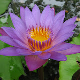 flower.jpg