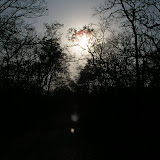 fore rest.jpg