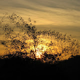 IMG_1417.JPG