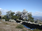 Pinos nevados na subida a Cabeza Líjar