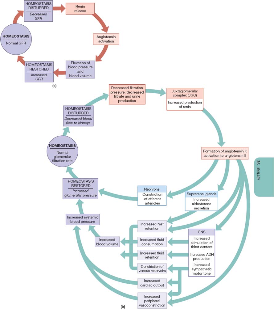 kidney_angiotensingII_effects.jpg