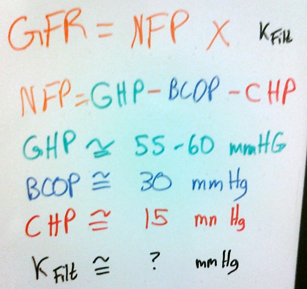 kidney_filtration_rate.jpg