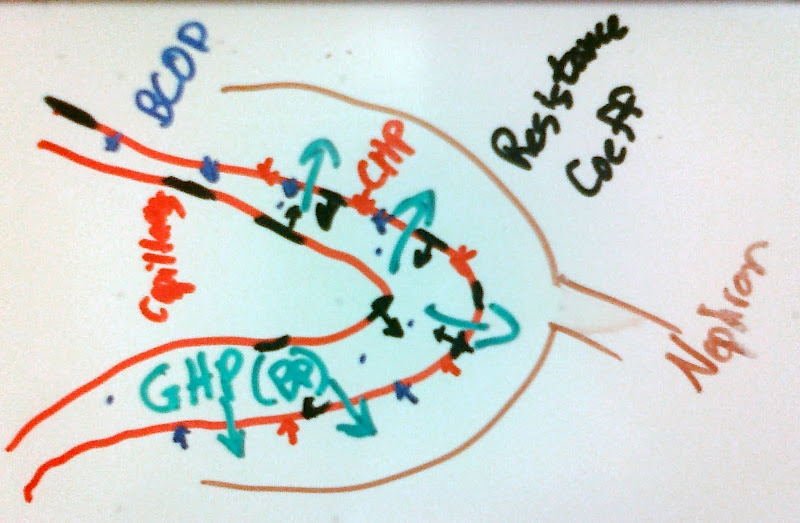 kidney_filtration_forces.jpg