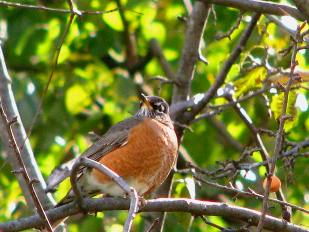 [birds 026[5].jpg]