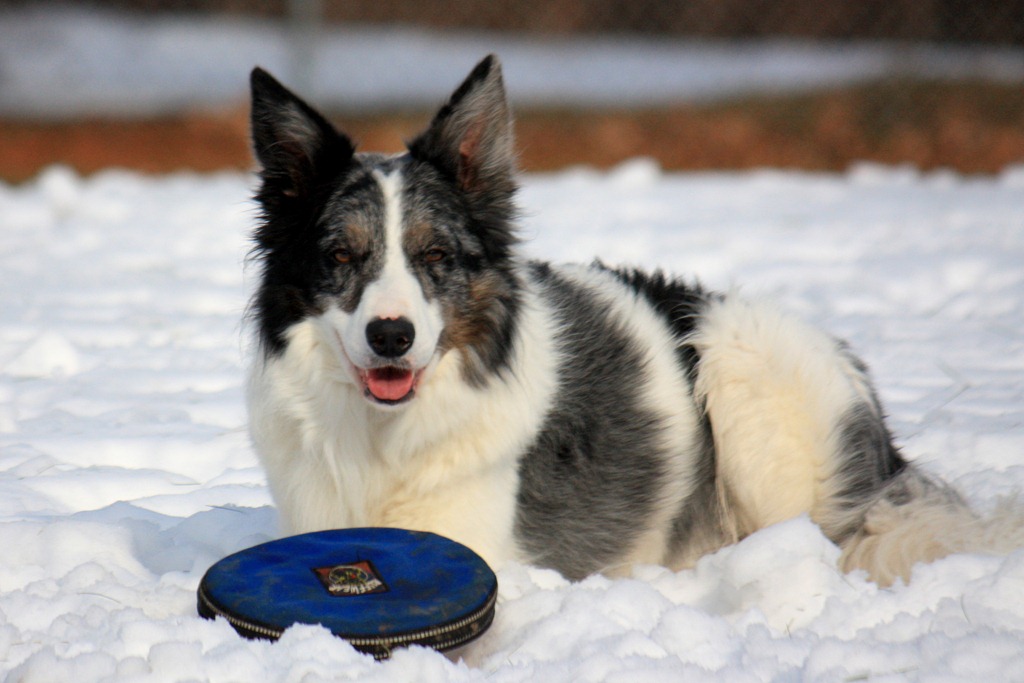 [Dogs 010111-3[3].jpg]
