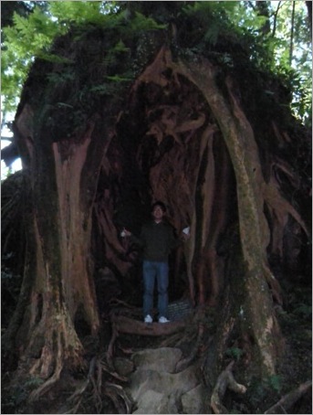giant tree at yu shan