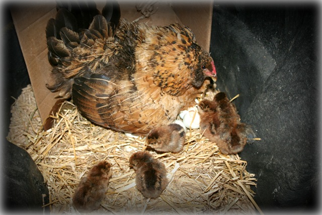 [blogfarmhenchicks5.jpg]