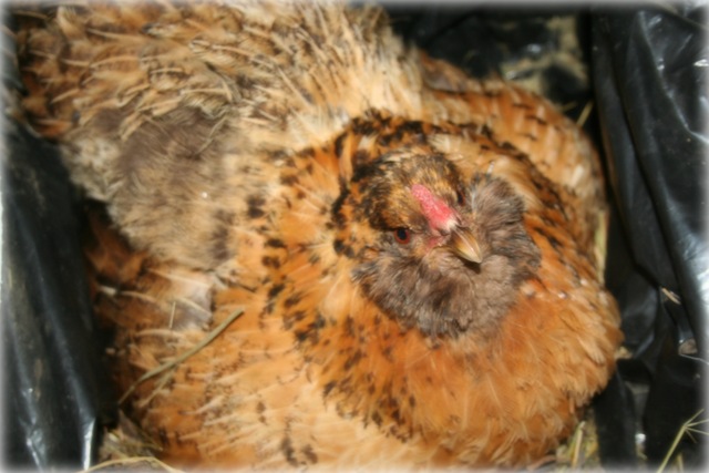 [Blog farm americanaIMG_2438[4].jpg]