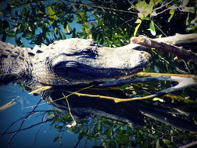 [Alligatorzwemt5.jpg]
