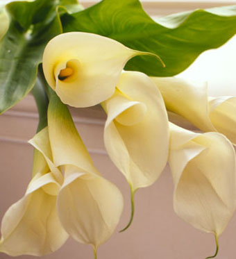 Flores+calas